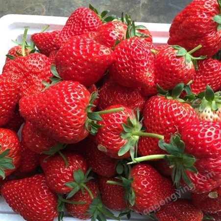 草莓膨大素 草莓专用膨大素 膨果防裂叶面肥肥料金泰靓厂家直发