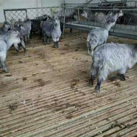 出售青山羊 青山羊价格 黑山羊养殖通和亚养殖