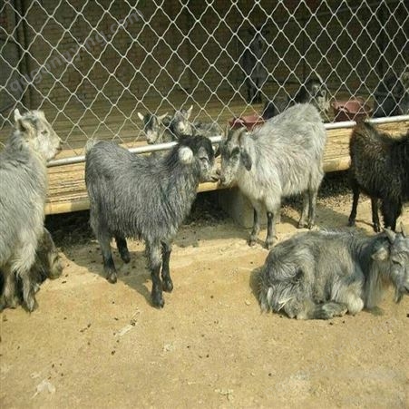 出售青山羊 青山羊价格 黑山羊养殖通和亚养殖