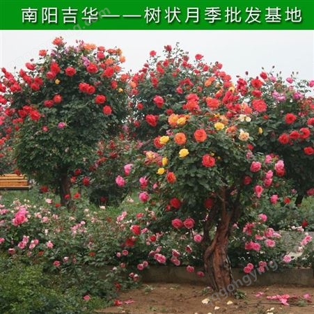 北京4公分树状月季批发 吉华长期供应