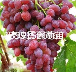 葡萄新品种玫瑰香葡萄苗基地直销葡萄喵批发葡萄苗量大优惠