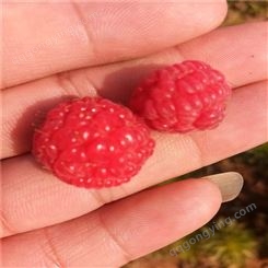 双季树莓苗批发基地 果大 味甜 量大从优