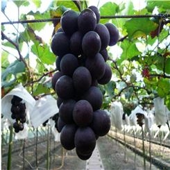 葡萄小苗价格  盆栽葡萄树苗当年结果葡萄年苗南北方种植美国红提葡萄小苗价格