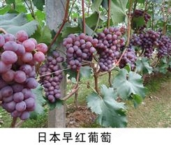 葡萄苗盆栽葡萄树苗当年结果葡萄年苗南北方种植日本早红葡萄小苗价格