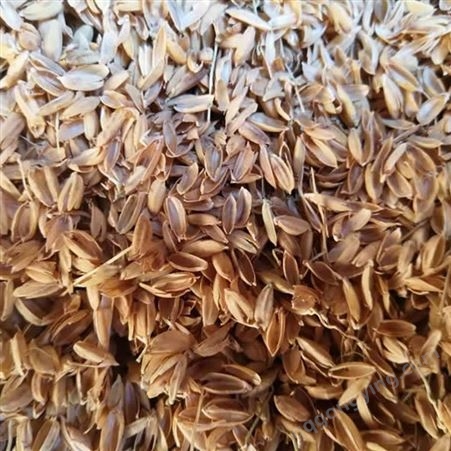 规格齐全 养殖垫料稻壳  散装稻壳大型冷库保温填充