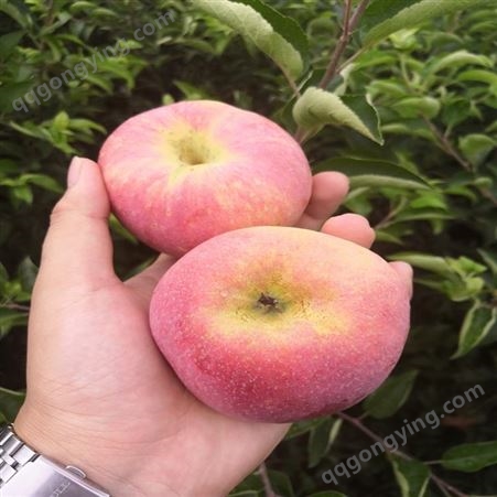 鲁丽苹果树苗种植推荐 瑞硕农业  鲁丽苹果苗