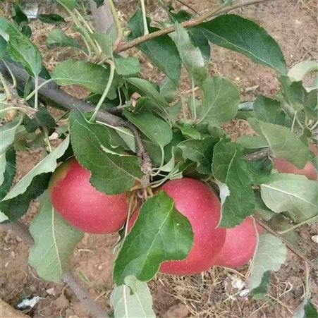 鲁丽苹果苗 批发市场 瑞硕农业 品种齐全