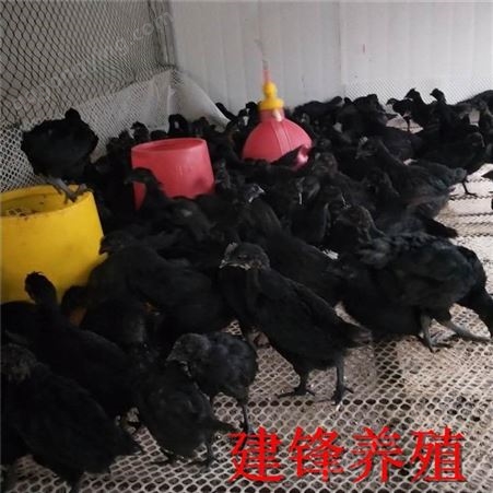 生态农场养殖五黑绿壳蛋鸡 五黑鸡价格 建锋养殖 全国发货