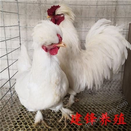 双冠白色元宝鸡 建锋养殖元宝鸡厂家 脱温观赏鸡苗价格