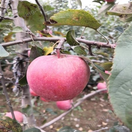 瑞阳苹果苗推荐品种 瑞硕农业 矮化瑞阳苹果苗