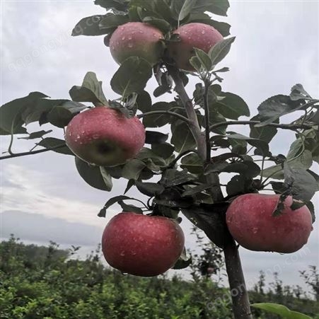 鲁丽苹果树苗种植推荐 瑞硕农业  鲁丽苹果苗