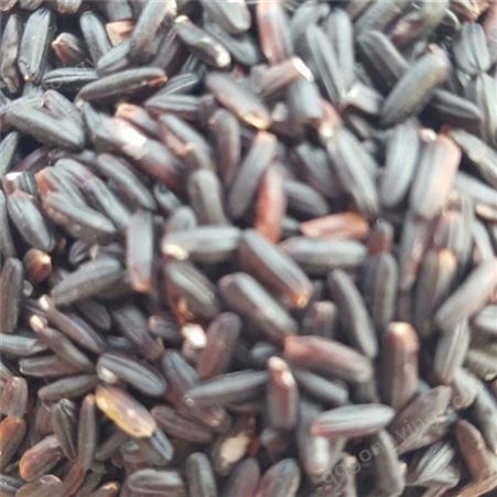农家自产黑米批发 紫米八宝粥原材料供应 五谷香