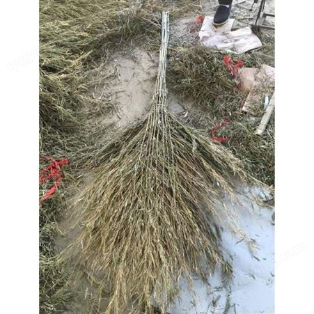 大中小大量批发供应竹扫把价格 竹笤帚竹扫帚生产厂家