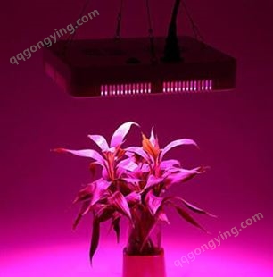 定时4h/8h/12h 全光谱LED定制植物灯 草莓LED补光灯 1000W植物灯 全光谱LED植物灯-北极光能源
