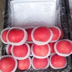 新红星苹果 套袋红富士 个大型正果型饱满 昊昌农产品