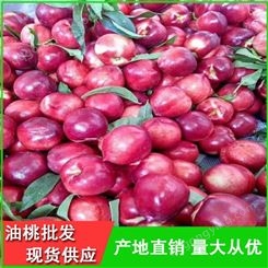 早熟油桃产地-早红2号油桃批发价格-昊昌