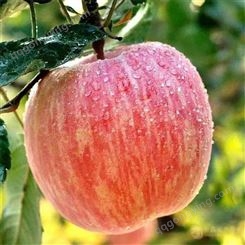 红富士苹果收购 2020年苹果格冷库出手