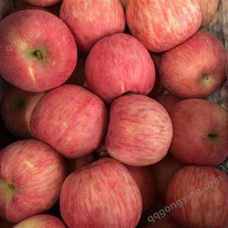 红富士苹果包装 今年冷库红富士苹果价格动态