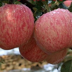 红富士苹果脆甜 冬天冷库储藏苹果利润点