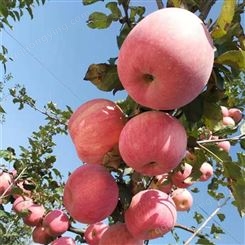 膜袋藤木苹果价格 源头辽伏苹果代收价格 代收苹果 产地批发