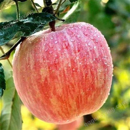 双矮红富士苹果 冷库存苹果利润多吗