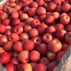 美八苹果 当季红富士 果形端正耐储存体积很大 昊昌农产品