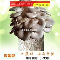 平菇 平菇18号 食用菌菌种 质量优