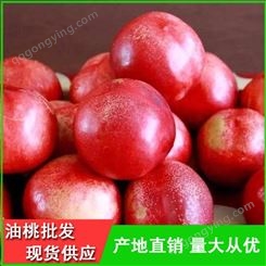 早熟油桃供应商-126油桃批发商电话-昊昌