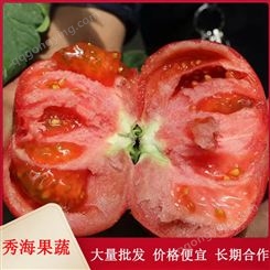硬粉西红柿 露天种植自然熟 新鲜采摘发货