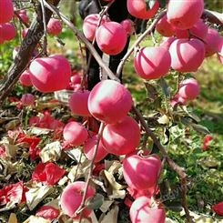 冷库苹果 地窖红富士 0-8度保鲜存储遍体通红 昊昌农产品