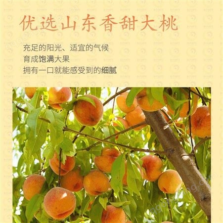 出口厂家供应黄桃罐头 优质水果黄桃加工 山东工厂出售 巨鑫源品牌