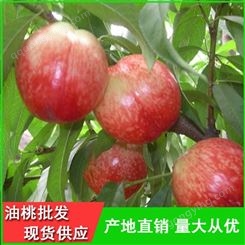 温室大棚油桃批发的价格-早熟油桃批发商电话-昊昌