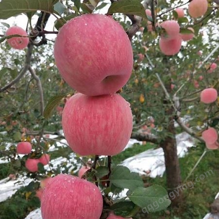 美八苹果 当季红富士 果形端正耐储存体积很大 昊昌农产品