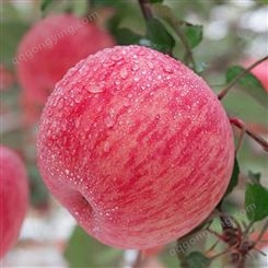 红富士苹果产地 红富士苹果冷库批发价