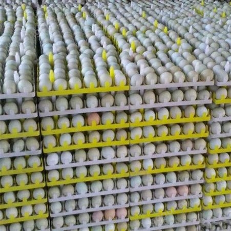 受精蛋批发 土鸡种蛋出售 兴农种禽 量大从优 土鸡蛋