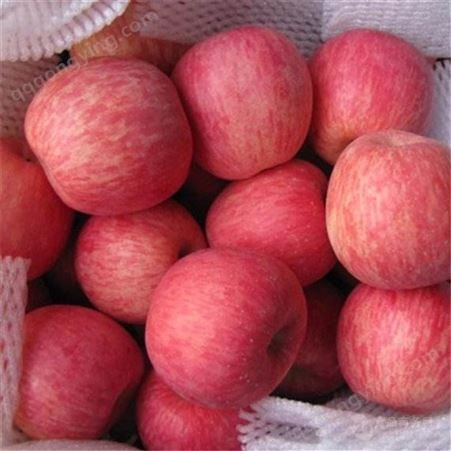 红富士苹果是里的产 栖霞冷库苹果格