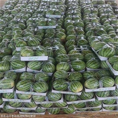 西藏林芝批发越南西瓜多少钱一斤 山东沂水西瓜市场批发价格