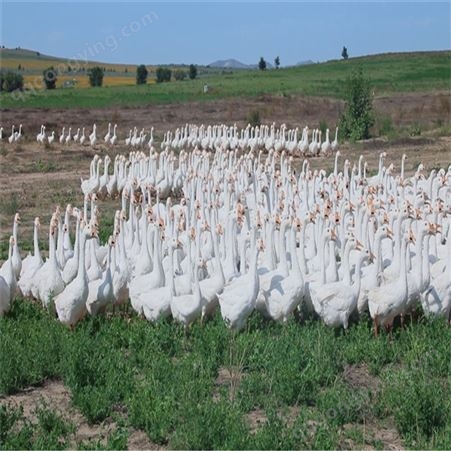 原野集团 养殖场活体东北大白鹅养殖大量供应 养殖家禽