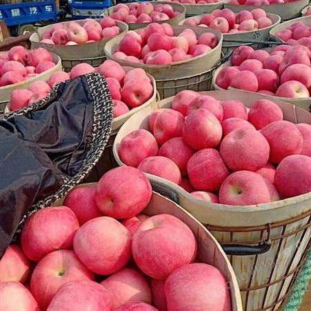 新鲜水果苹果 冷库红富士苹果纸袋价格