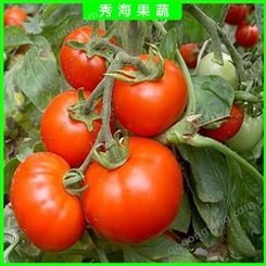 高产西红柿 耐裂高产进口西红柿 大果型