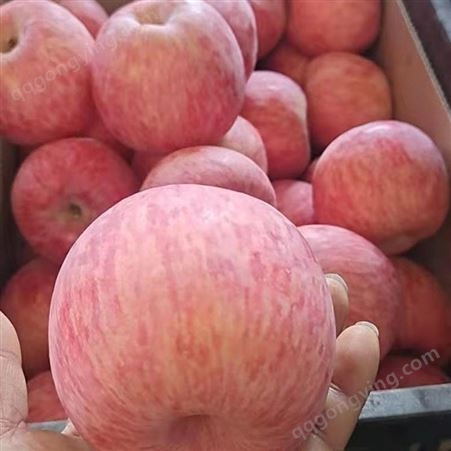 采购红富士苹果 片红香甜苹果价格 繁荣种植香甜皮薄 袋装批发