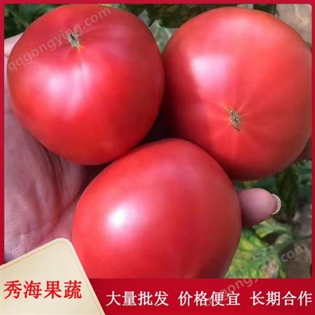 山东现摘西红柿 沙瓤生吃番茄 自然熟 新鲜应季水果