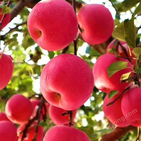 片红苹果 70-80红富士 脆甜多汁肉质细嫩 昊昌农产品