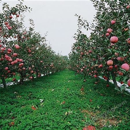 红富士苹果是里的产 栖霞冷库苹果格