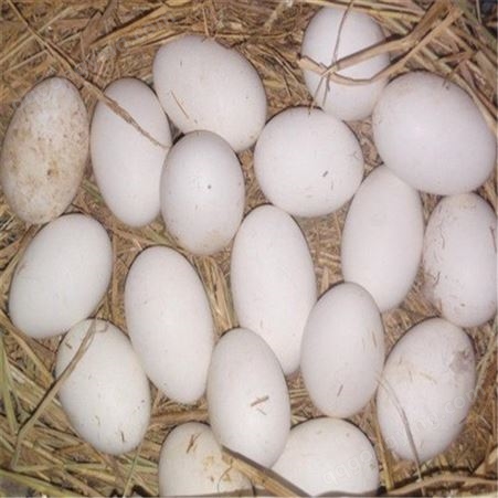 鹅蛋 鹅蛋批蛋 笨鸡雏 青年种鹅 鸡鸭鹅种蛋孵化批发基地