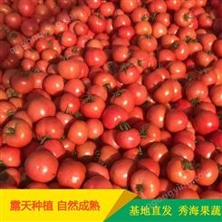 山东西红柿种苗 秀海果蔬 抗灰霉山东西红柿 订购销售