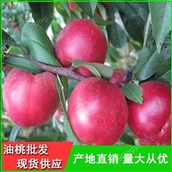 早熟油桃供货商电话-山东油桃产地行情-昊昌
