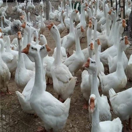 大种 白鹅苗三花鹅 养殖场供应 常年养殖家禽出售