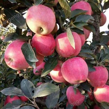 新鲜水果苹果 冷库红富士苹果纸袋价格
