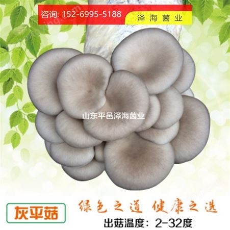 平菇  优质平菇 蘑菇厂家
